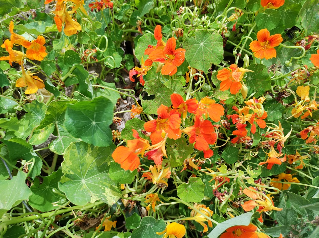 No s'ha trobat l'arxiu